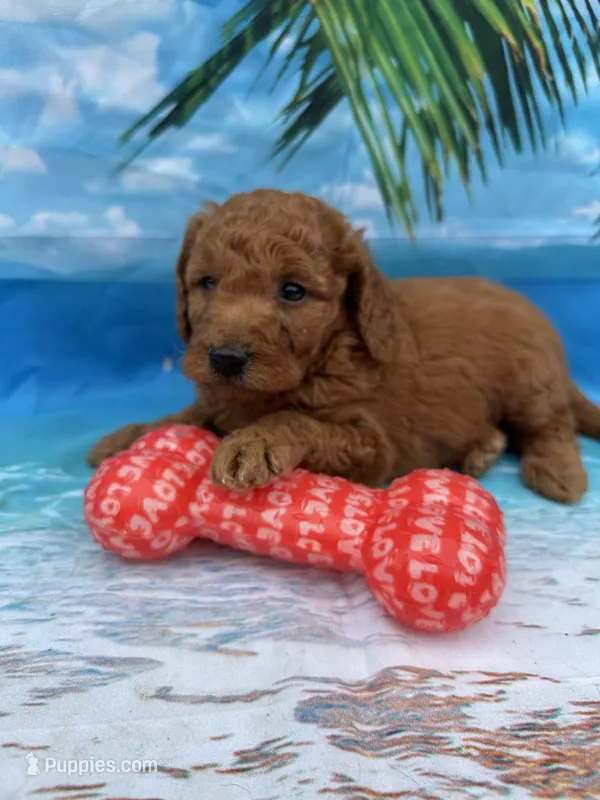 Nelson -845 – Poodle - Miniature , Miniature Goldendoodle puppy for sale in Lakeland, FL