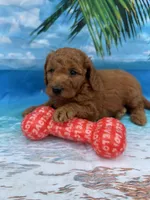 Nelson -845, a male Poodle - Miniature  and Miniature Goldendoodle for sale in Lakeland, FL – Photo 1 of 10