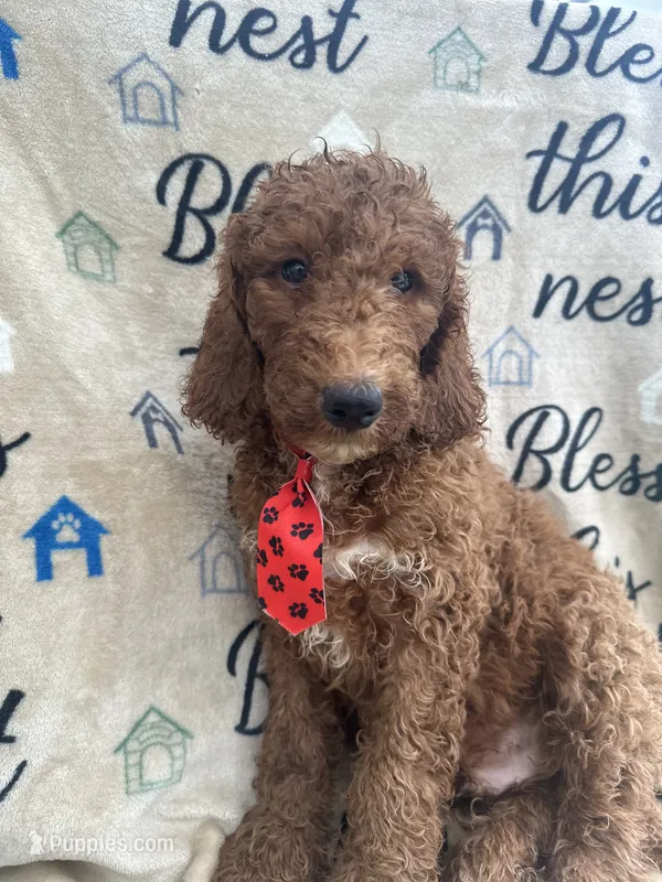 Rusty - 323 – Labradoodle, Poodle - Standard  puppy for sale in Lakeland, FL