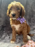 Daphne 398. F1b, a female Goldendoodle and Poodle - Miniature  for sale in Lakeland, FL – 6 of 10