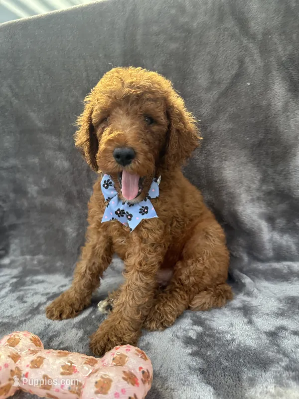 Dakota 394 F1b – Goldendoodle, Poodle - Miniature  puppy for sale in Lakeland, FL