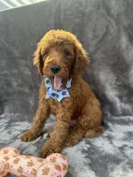 Dakota 394 F1b, a female Goldendoodle and Poodle - Miniature  for sale in Lakeland, FL – 1 of 10