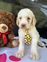 Samuel - 330, a male Labradoodle and Poodle - Standard  for sale in Lakeland, FL – 3 of 10