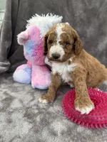 Blossom 371, a female Aussiedoodle and Poodle - Miniature  for sale in Lakeland, FL – 4 of 10