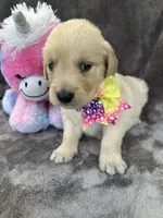 Bridgette 579, a female Golden Retriever for sale in Lakeland, FL – 5 of 10