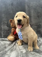 Bruno -195, a male Golden Retriever for sale in Lakeland, FL – 3 of 10