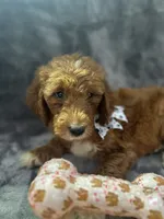 Dolly 397  F1b, a female Goldendoodle and Poodle - Miniature  for sale in Lakeland, FL – 3 of 10