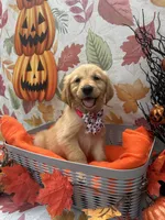 Belle 578, a female Golden Retriever for sale in Lakeland, FL – 8 of 10