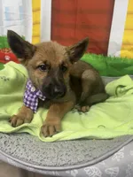 Keaira 381, a female Belgian Malinois and German Shepherd Dog for sale in Lakeland, FL – 2 of 10