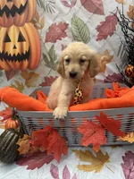 Bear bear 576, a male Golden Retriever for sale in Lakeland, FL – 10 of 10