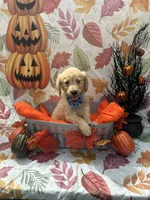 Bailey 860, a female Golden Retriever for sale in Lakeland, FL – 7 of 10