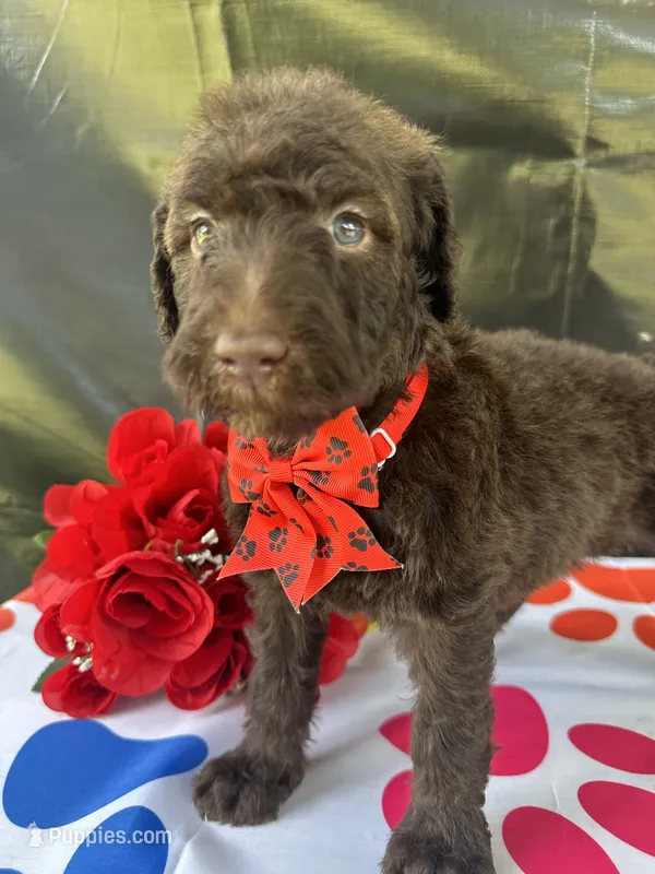 Sophie  - 337 – Labradoodle, Poodle - Standard  puppy for sale in Lakeland, FL