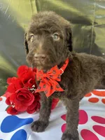 Sophie  - 337, a female Labradoodle and Poodle - Standard  for sale in Lakeland, FL – 1 of 10