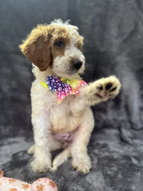 Diana 393 F1b – Goldendoodle, Poodle - Miniature  puppy for sale in Lakeland, FL