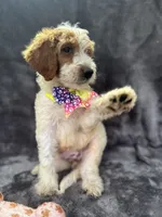 Diana 393 F1b, a female Goldendoodle and Poodle - Miniature  for sale in Lakeland, FL – 1 of 10