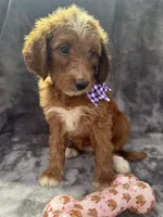 Daphne 398. F1b, a female Goldendoodle and Poodle - Miniature  for sale in Lakeland, FL – 5 of 10