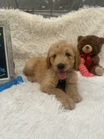 Timmy -427, a male Goldendoodle and Poodle - Standard  for sale in Lakeland, FL – 7 of 10
