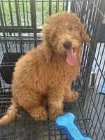 Nate, a male Poodle - Miniature  and Miniature Goldendoodle for sale in Lakeland, FL – 5 of 10