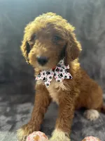 Dolly 397  F1b, a female Goldendoodle and Poodle - Miniature  for sale in Lakeland, FL – 7 of 10