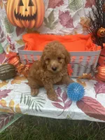 Nigel 373, a male Poodle - Miniature  and Miniature Goldendoodle for sale in Lakeland, FL – 6 of 10