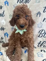 Reign - 320, a female Labradoodle and Poodle - Standard  for sale in Lakeland, FL – 3 of 10