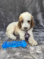 Duke 391 F1b, a male Goldendoodle and Poodle - Miniature  for sale in Lakeland, FL – 7 of 10