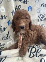Reece -121, a male Labradoodle and Poodle - Standard  for sale in Lakeland, FL – 3 of 10