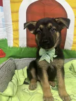 Kinsea 384, a female Belgian Malinois and German Shepherd Dog for sale in Lakeland, FL – 7 of 10