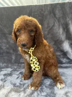 Dexter 396 F1b, a male Goldendoodle and Poodle - Miniature  for sale in Lakeland, FL – 10 of 10