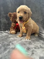Bingo -192, a male Golden Retriever for sale in Lakeland, FL – 5 of 10