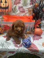 Nelson 374, a male Poodle - Miniature  and Miniature Goldendoodle for sale in Lakeland, FL – 4 of 10