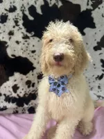 Sapphire - 334 , a female Labradoodle and Poodle - Standard  for sale in Lakeland, FL – 5 of 10