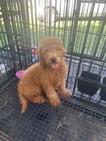 Nate, a male Poodle - Miniature  and Miniature Goldendoodle for sale in Lakeland, FL – 10 of 10