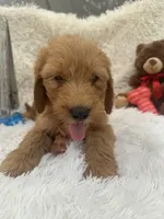 Toby -422, a male Goldendoodle and Poodle - Standard  for sale in Lakeland, FL – 2 of 10