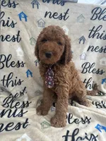 Clyde - 129, a male Labradoodle and Poodle - Standard  for sale in Lakeland, FL – 8 of 10