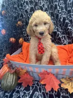 Male, a male Labradoodle and Golden Retriever for sale in Lakeland, FL – 10 of 10