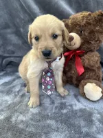 Baxter 570, a male Golden Retriever for sale in Lakeland, FL – 10 of 10