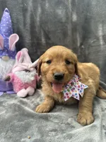 Betty Lou - 199, a female Golden Retriever for sale in Lakeland, FL – 9 of 10