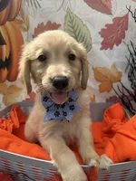 Bailey 860, a female Golden Retriever for sale in Lakeland, FL – 6 of 10