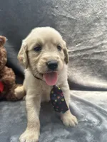 Sampson - 190, a male Golden Retriever for sale in Lakeland, FL – 10 of 10