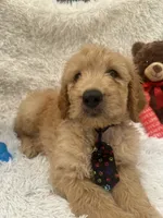Timmy -427, a male Goldendoodle and Poodle - Standard  for sale in Lakeland, FL – 6 of 10