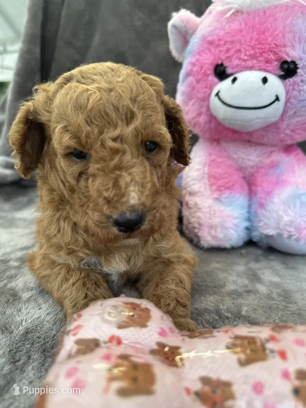 Bambi 370 – Aussiedoodle, Poodle - Miniature  puppy for sale in Lakeland, FL