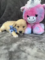 Bailey 577, a female Golden Retriever for sale in Lakeland, FL – 10 of 10