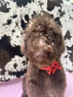 Sophie  - 337, a female Labradoodle and Poodle - Standard  for sale in Lakeland, FL – 3 of 10