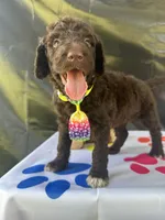 Scooby - 335, a male Labradoodle and Poodle - Standard  for sale in Lakeland, FL – 3 of 10