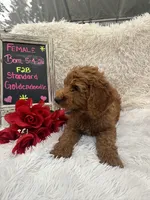 Tara - 329, a female Goldendoodle and Poodle - Standard  for sale in Lakeland, FL – 2 of 10