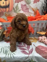 Nessa #375, a female Poodle - Miniature  and Miniature Goldendoodle for sale in Lakeland, FL – 9 of 9