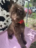 Sophie  - 337, a female Labradoodle and Poodle - Standard  for sale in Lakeland, FL – 5 of 10