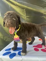 Scooby - 335, a male Labradoodle and Poodle - Standard  for sale in Lakeland, FL – 4 of 10