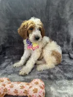 Diana 393 F1b, a female Goldendoodle and Poodle - Miniature  for sale in Lakeland, FL – 10 of 10